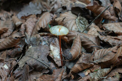 Mycena crocata