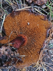Chalciporus piperatus