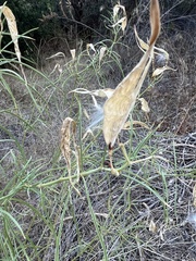 Asclepias fascicularis