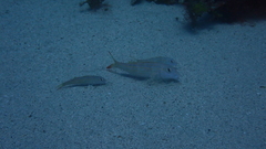 Pseudupeneus prayensis