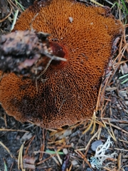 Chalciporus piperatus
