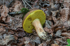 Xerocomus ferrugineus