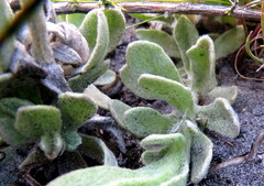 Syncarpha speciosissima