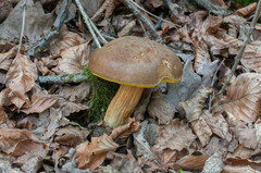 Xerocomus ferrugineus