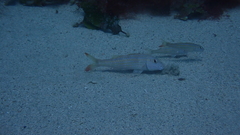 Pseudupeneus prayensis