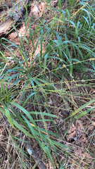 Chasmanthium sessiliflorum