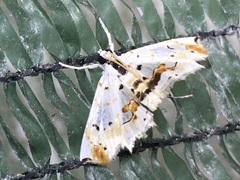 Hositea bicincta