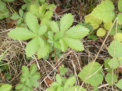Potentilla canadensis