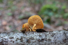 Pleuroflammula tuberculosa
