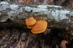 Pleuroflammula tuberculosa