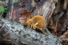 Pleuroflammula tuberculosa