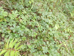 Potentilla canadensis