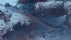 Aulostomus strigosus