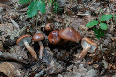 Tricholoma ustaloides