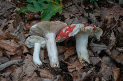 Russula lepida