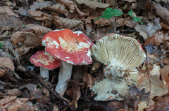 Russula lepida