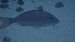 Lethrinus atlanticus