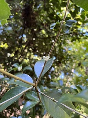 Osmanthus heterophyllus