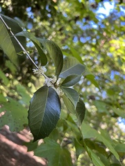 Osmanthus heterophyllus