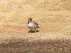 Anas flavirostris oxyptera