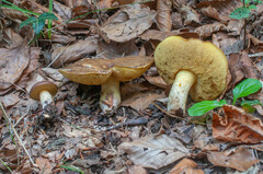 Suillus collinitus