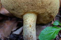 Suillus collinitus