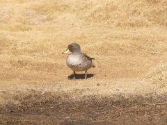 Anas flavirostris oxyptera