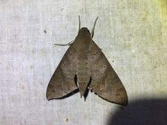 Pachylioides resumens