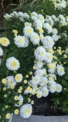 Chrysanthemum morifolium