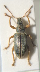 Polydrusus formosus