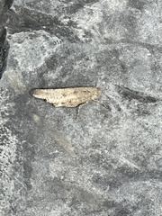 Trimerotropini