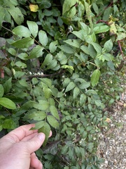 Zanthoxylum americanum