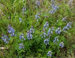 Lupinus arcticus