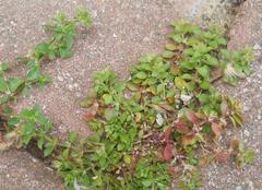 Polycarpon tetraphyllum