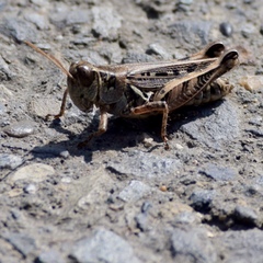 Melanoplus devastator