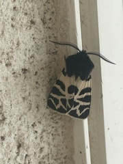 Apantesis nevadensis