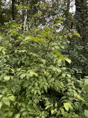 Zanthoxylum americanum
