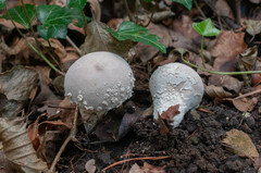 Lycoperdon mammiforme