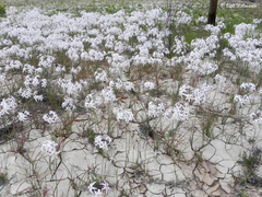 Leucocoryne appendiculata