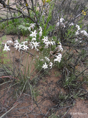 Leucocoryne appendiculata