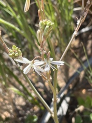 Trachyandra divaricata