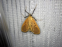 Tyspanodes striatus