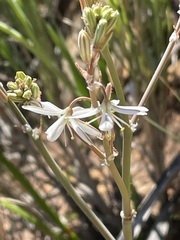 Trachyandra divaricata