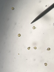 Heterosigma akashiwo