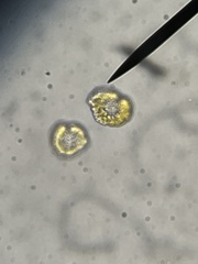 Heterosigma akashiwo