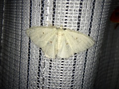 Comostola subtiliaria