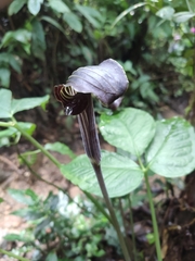 Amorphophallus paeoniifolius