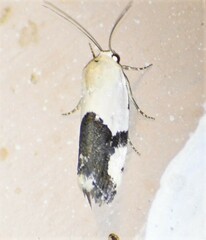 Ponometia cuta