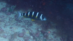 Diplodus fasciatus
