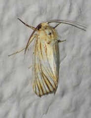 Eulithosia discistriga